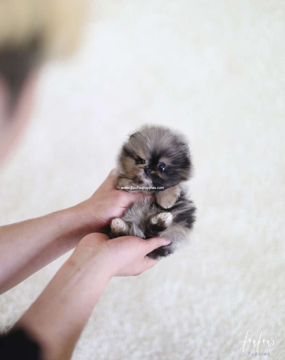 Mowgli - Pomeranian M.