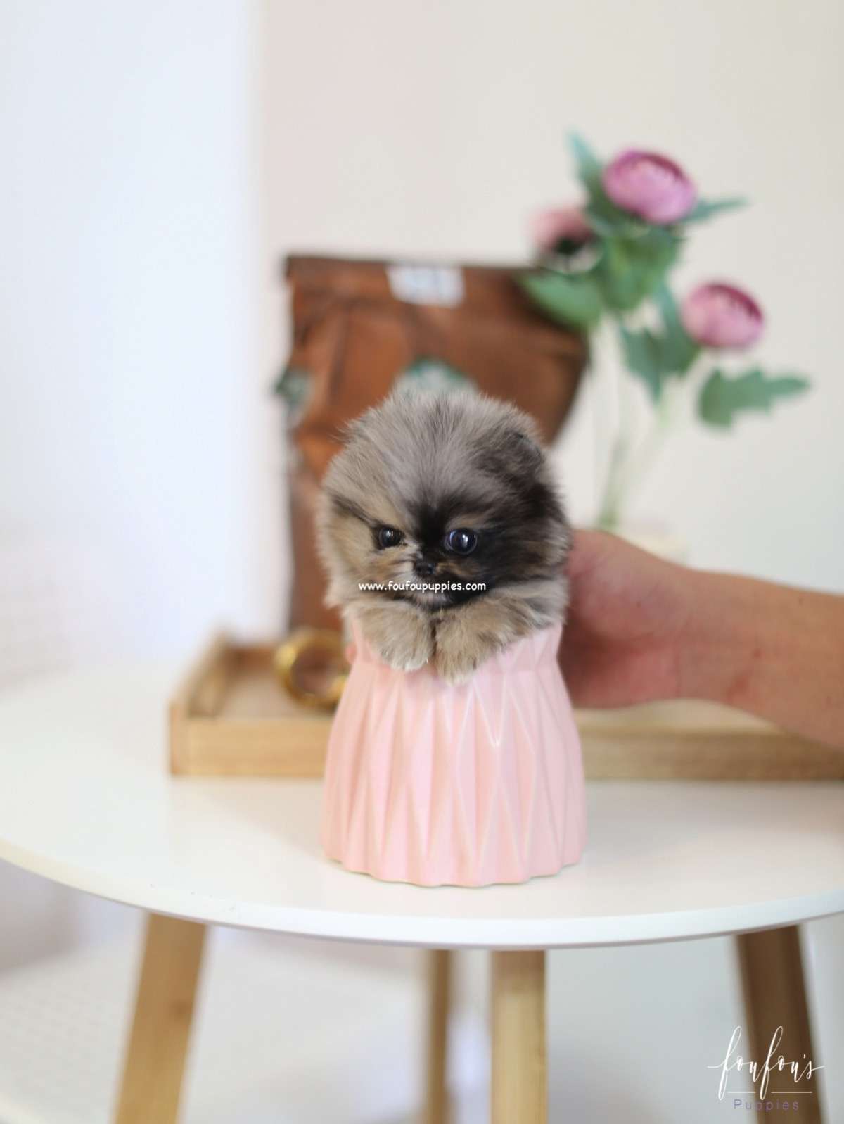 Mowgli - Pomeranian M.