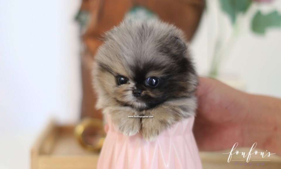 Mowgli - Pomeranian M.