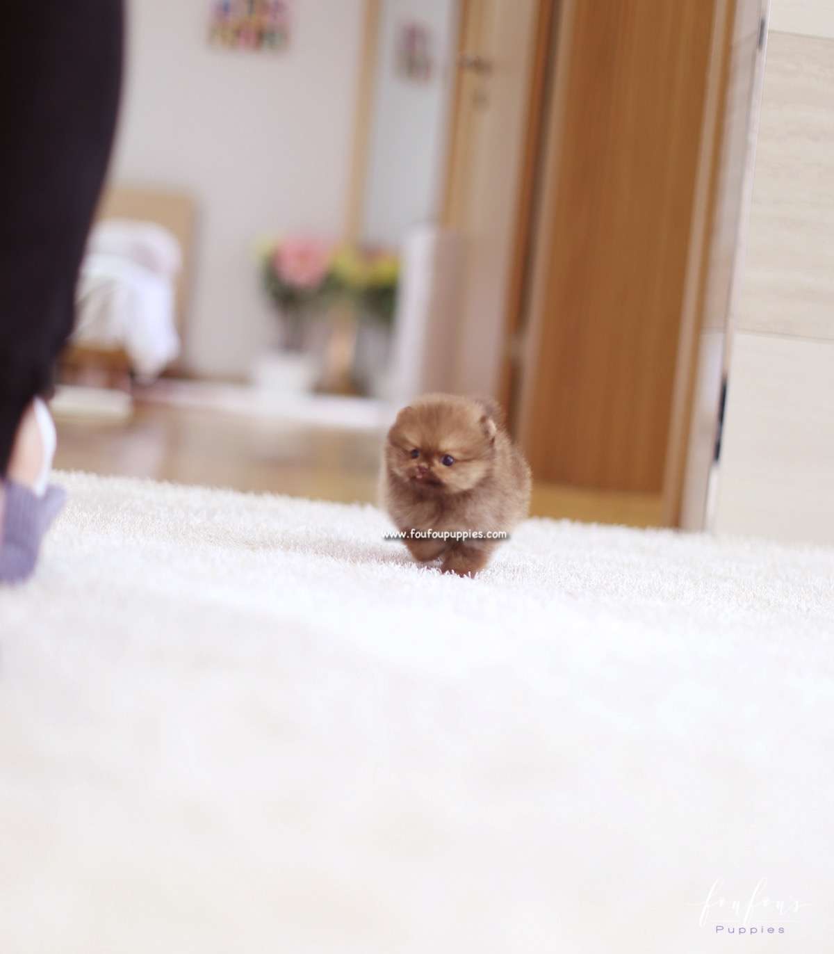 Nemo - Pomeranian M.