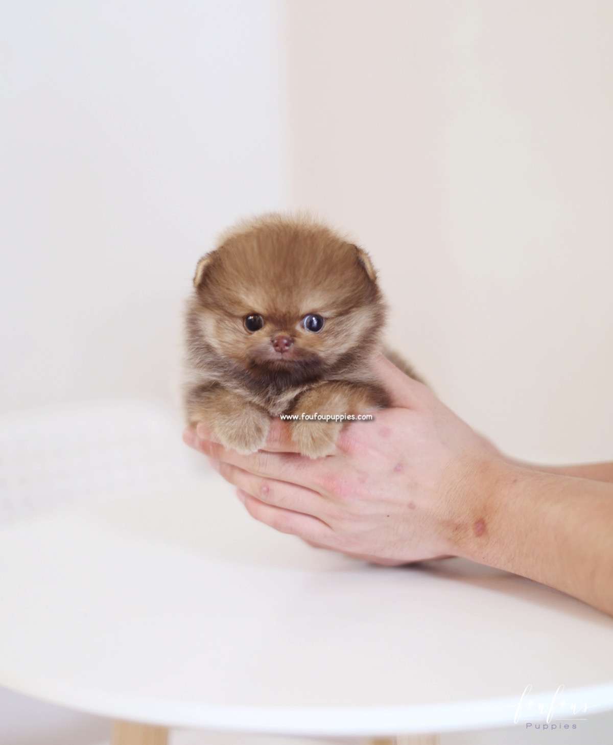 Nemo - Pomeranian M.