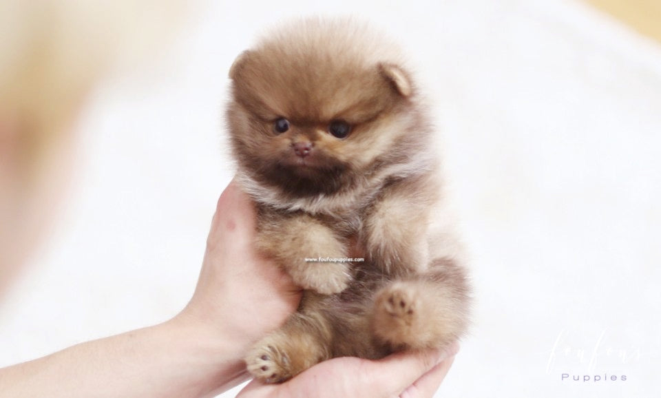 Nemo - Pomeranian M.