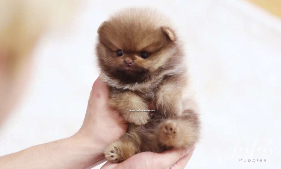 Nemo - Pomeranian M.