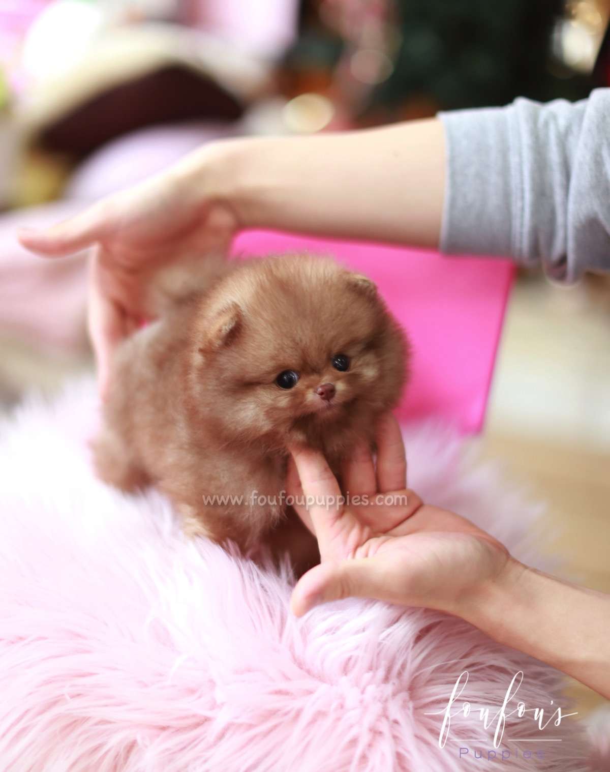 Tartufo - Pomeranian M.