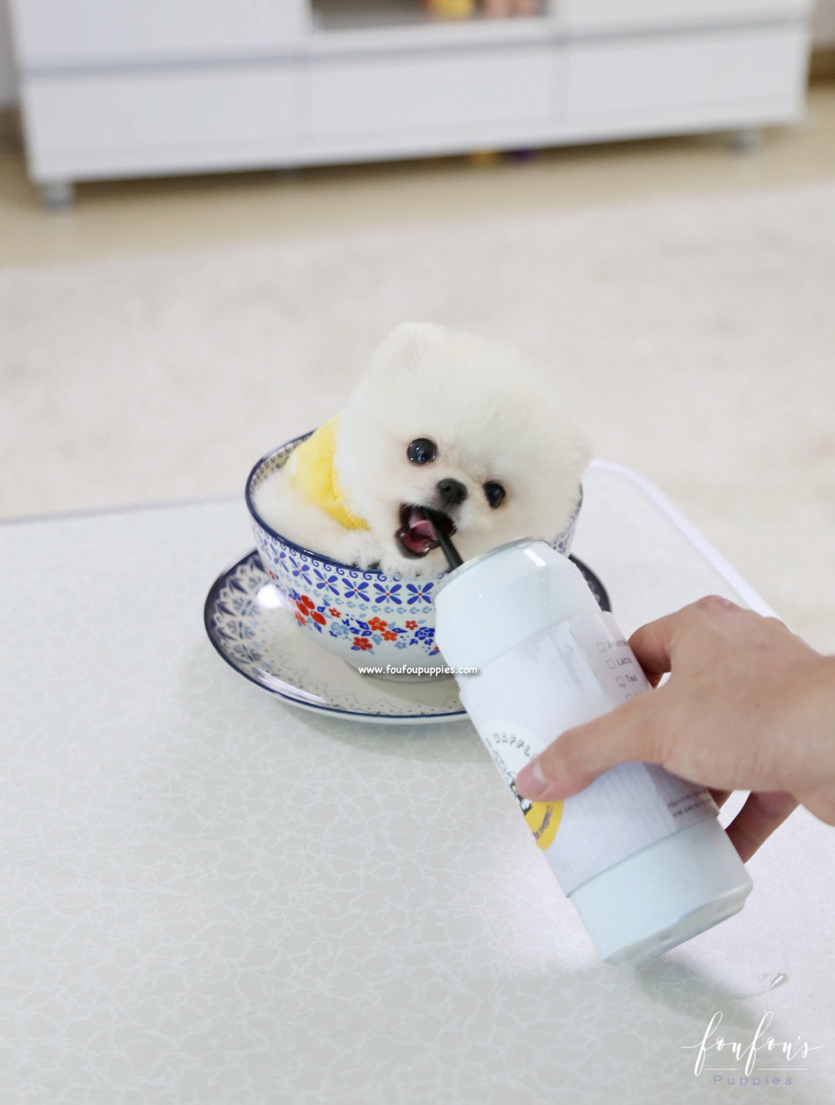 Bear - Pomeranian M.