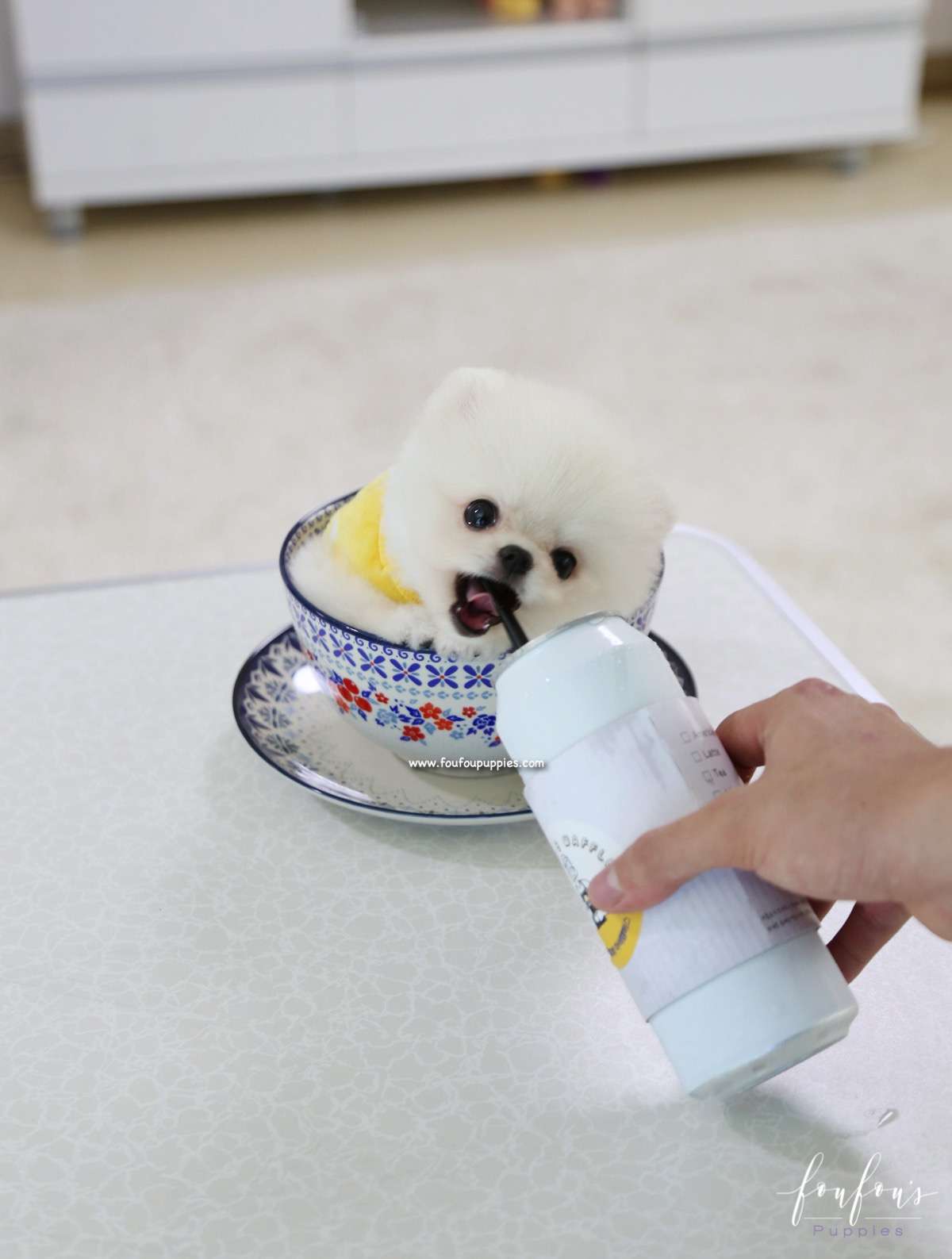 Bear - Pomeranian M.