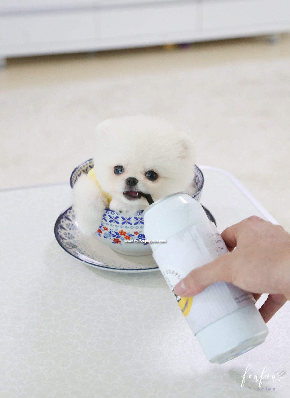 Bear - Pomeranian M.