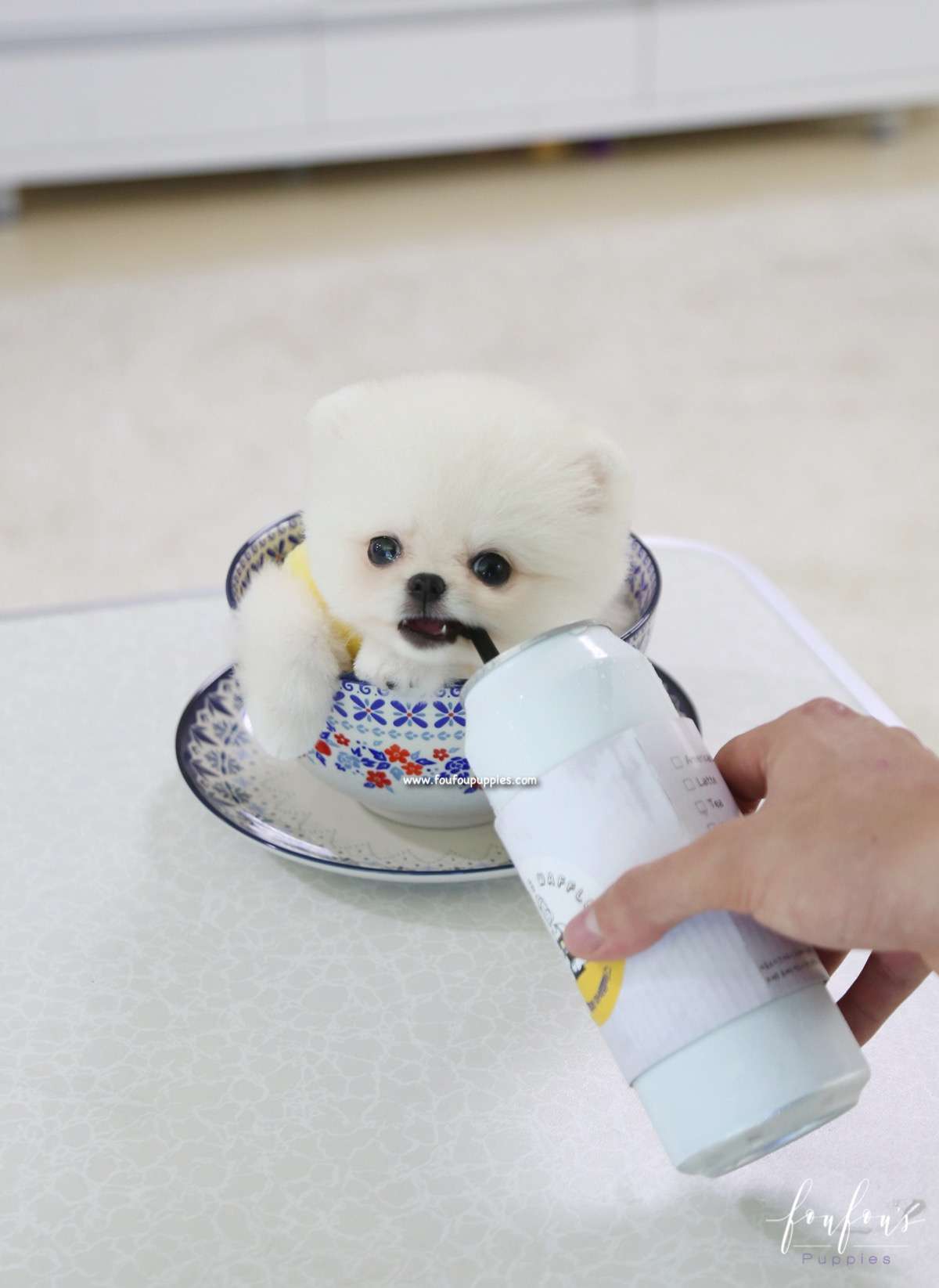 Bear - Pomeranian M.