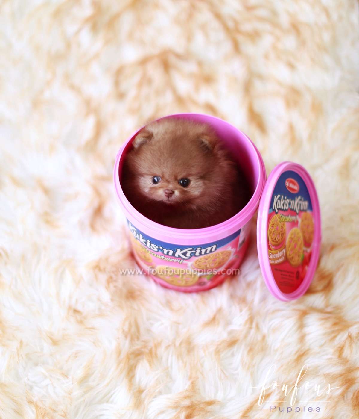 Tartufo - Pomeranian M.