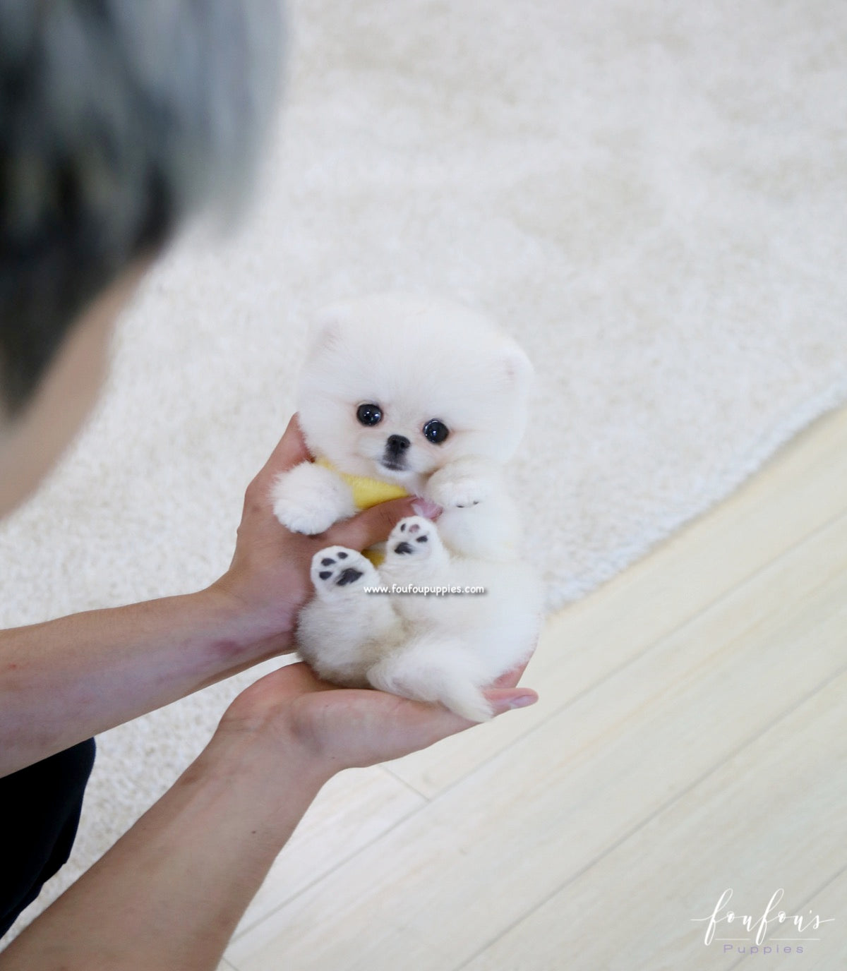 Bear - Pomeranian M.