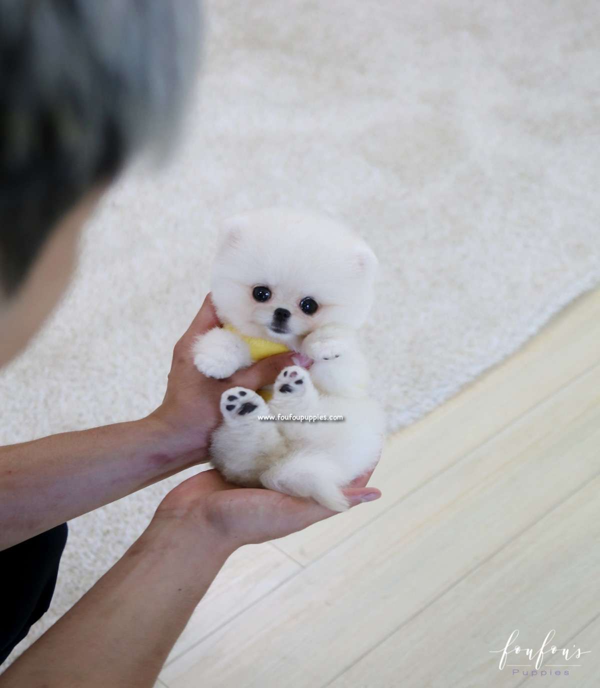 Bear - Pomeranian M.