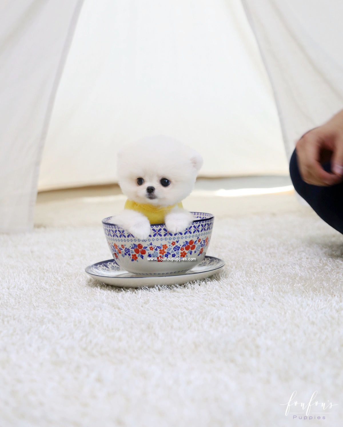 Bear - Pomeranian M.