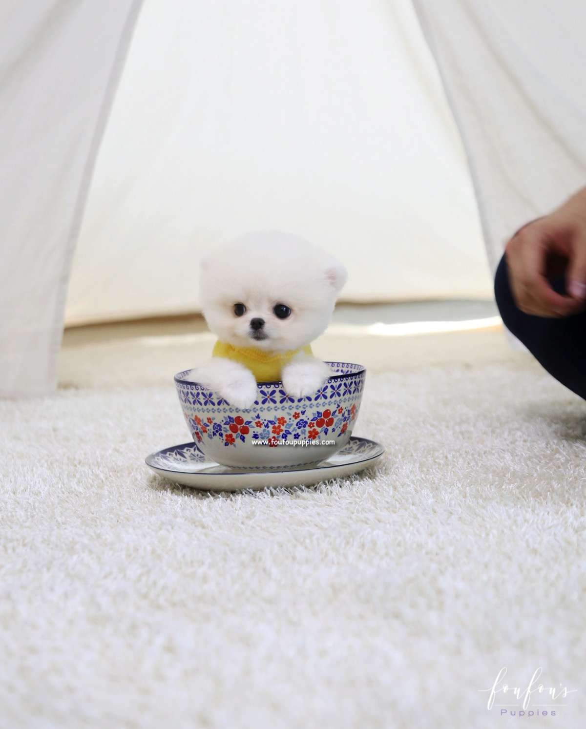 Bear - Pomeranian M.