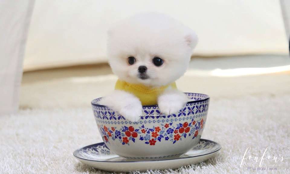Bear - Pomeranian M.