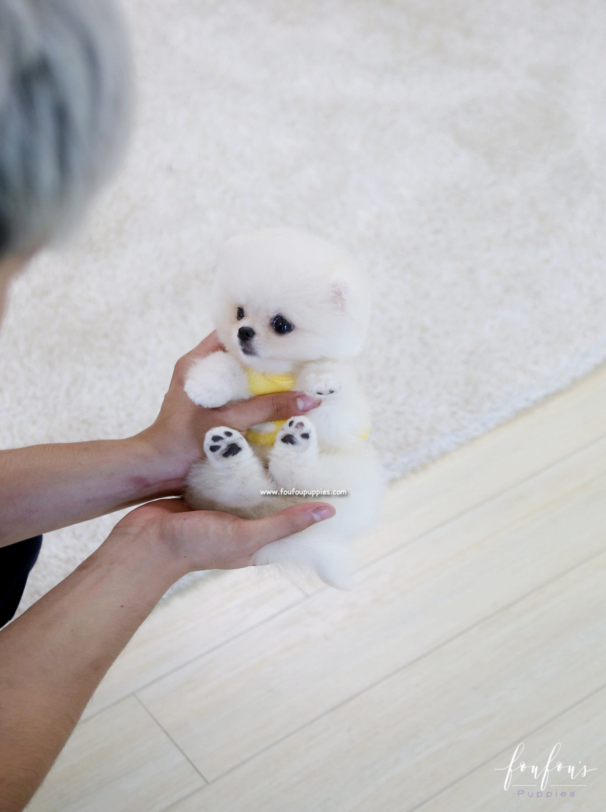 Bear - Pomeranian M.