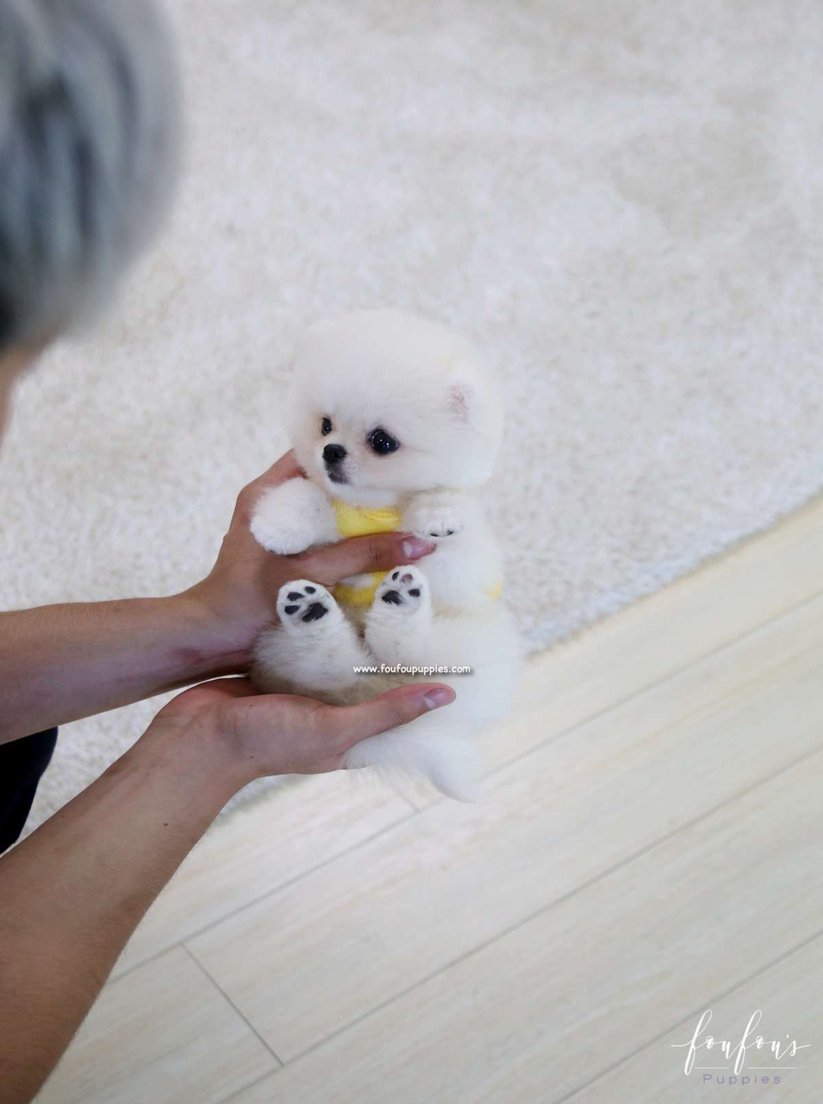 Bear - Pomeranian M.