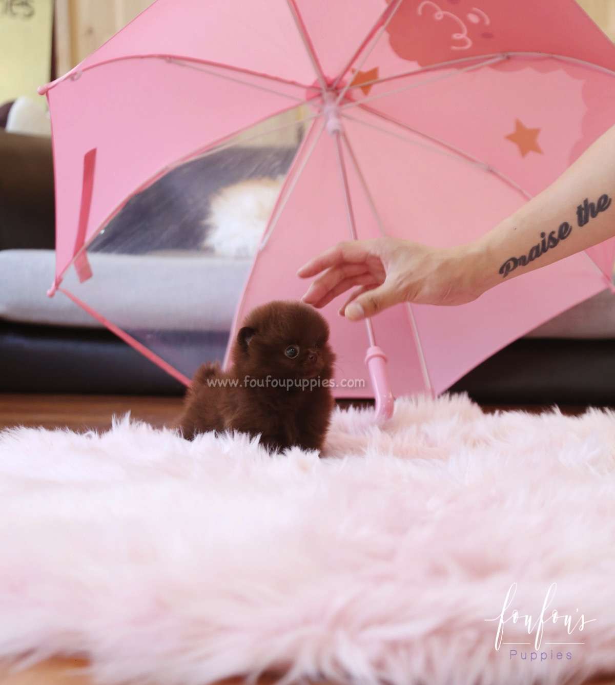 Lata - Pomeranian F.