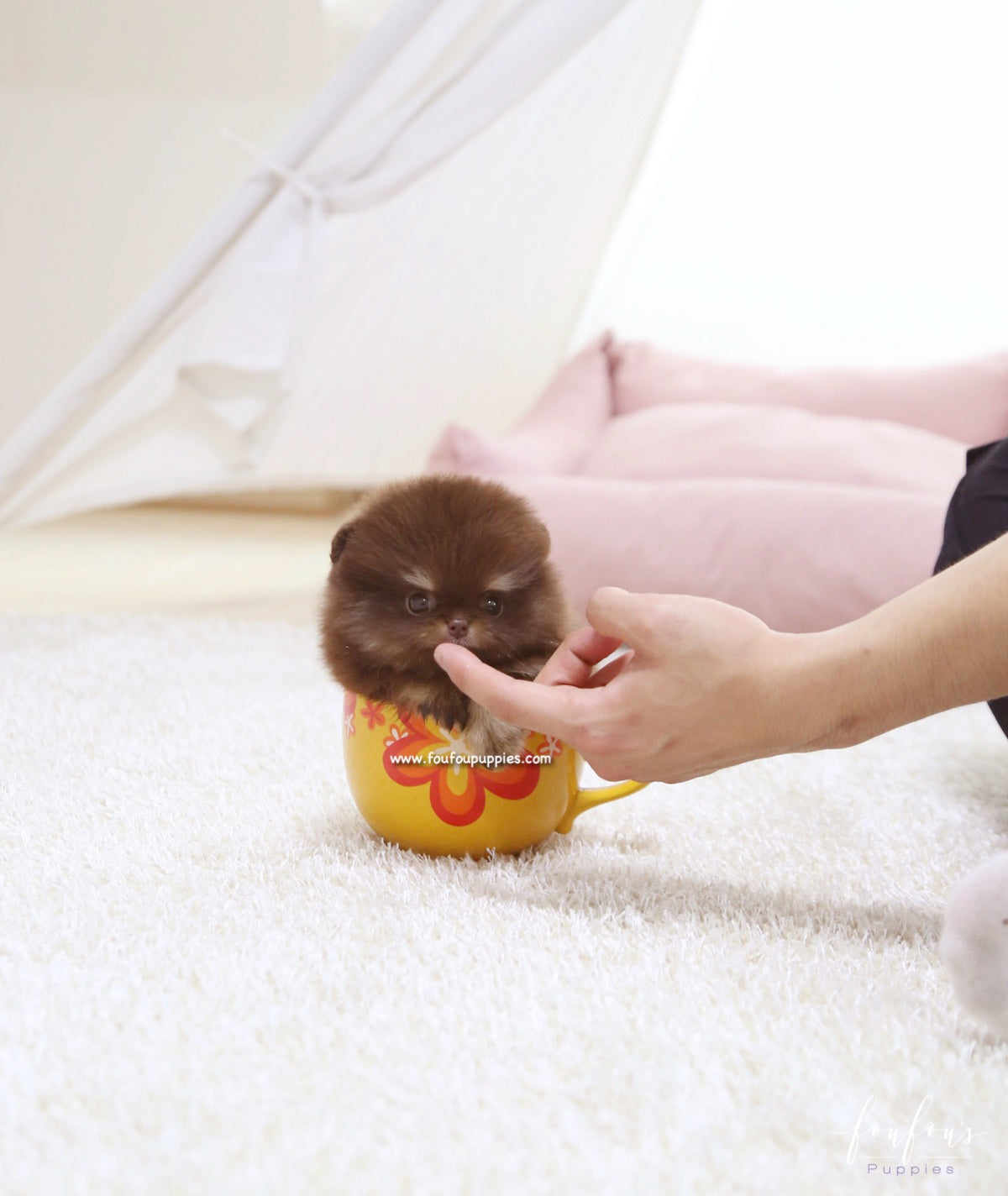 Cici - Pomeranian F.