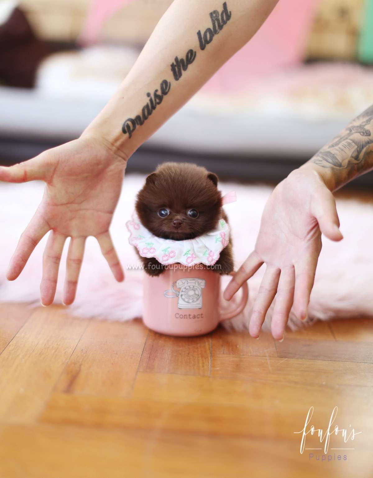Lata - Pomeranian F.