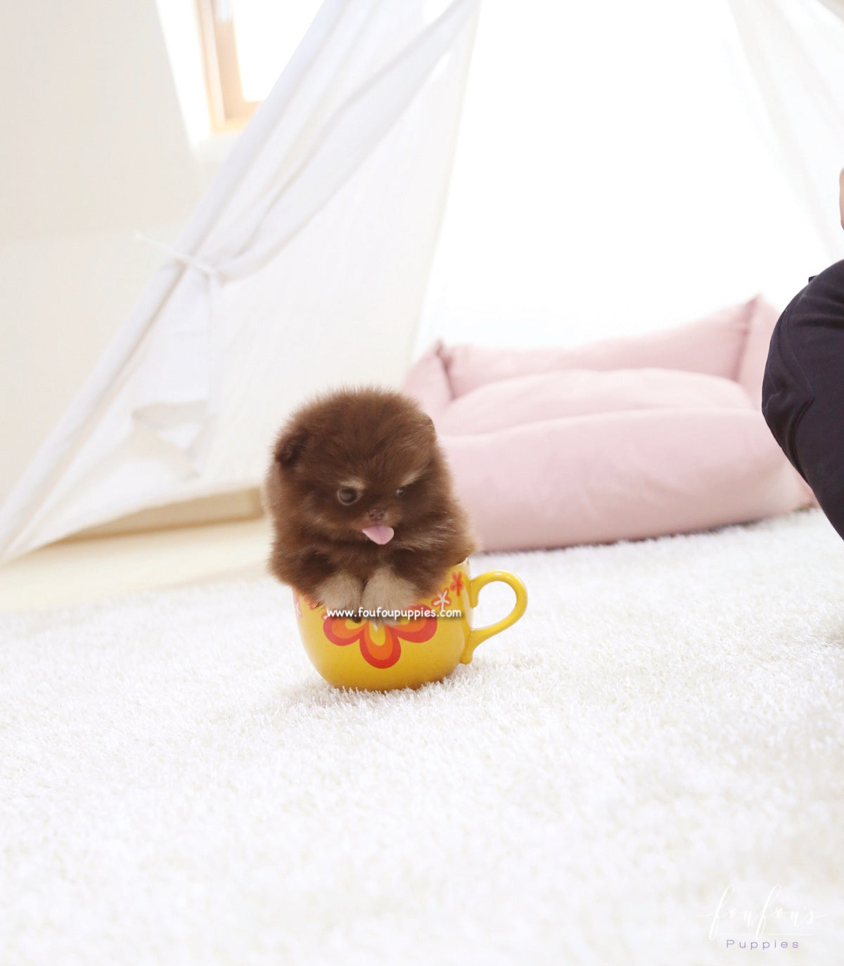 Cici - Pomeranian F.