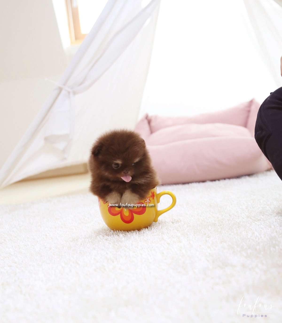 Cici - Pomeranian F.