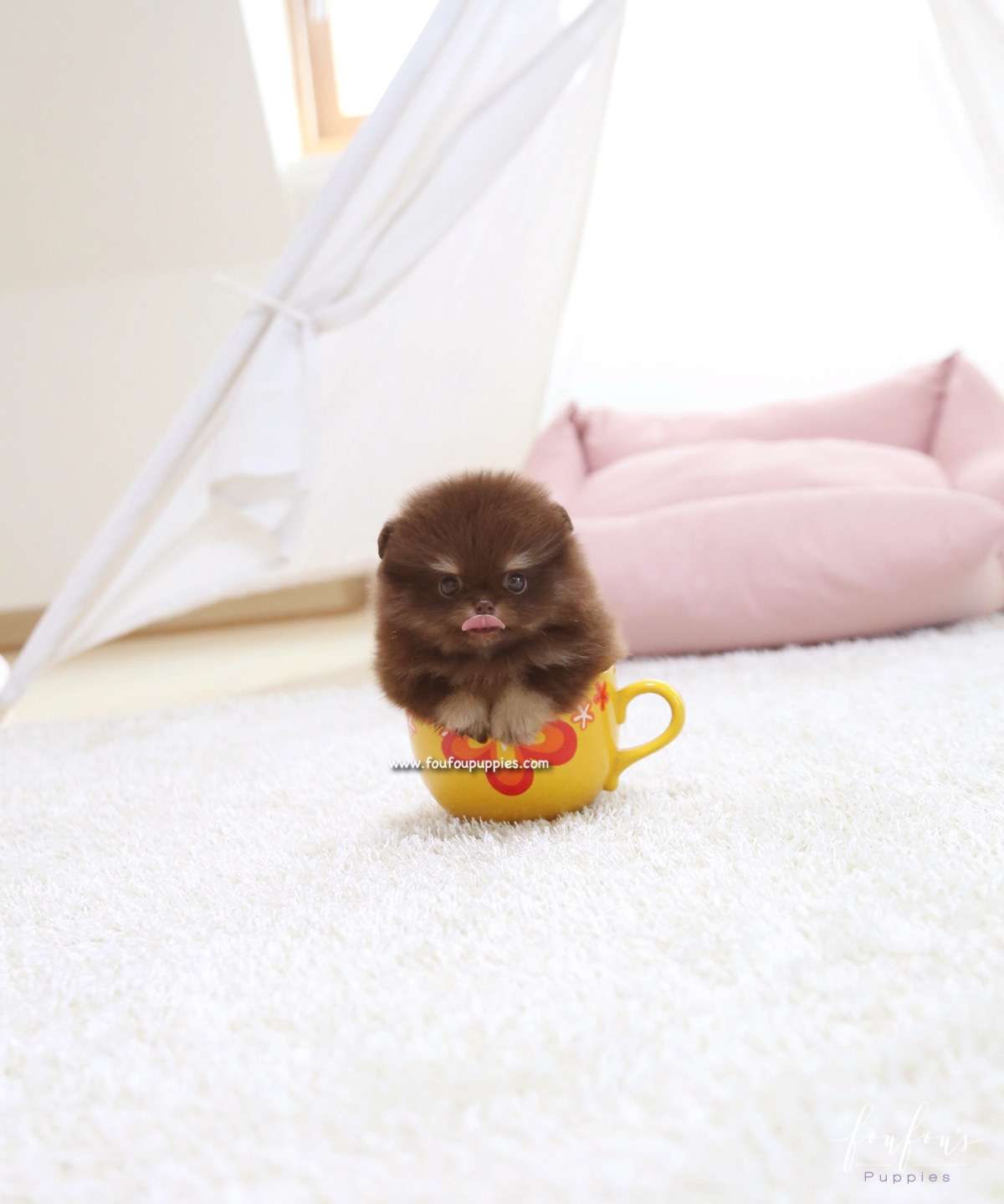 Cici - Pomeranian F.
