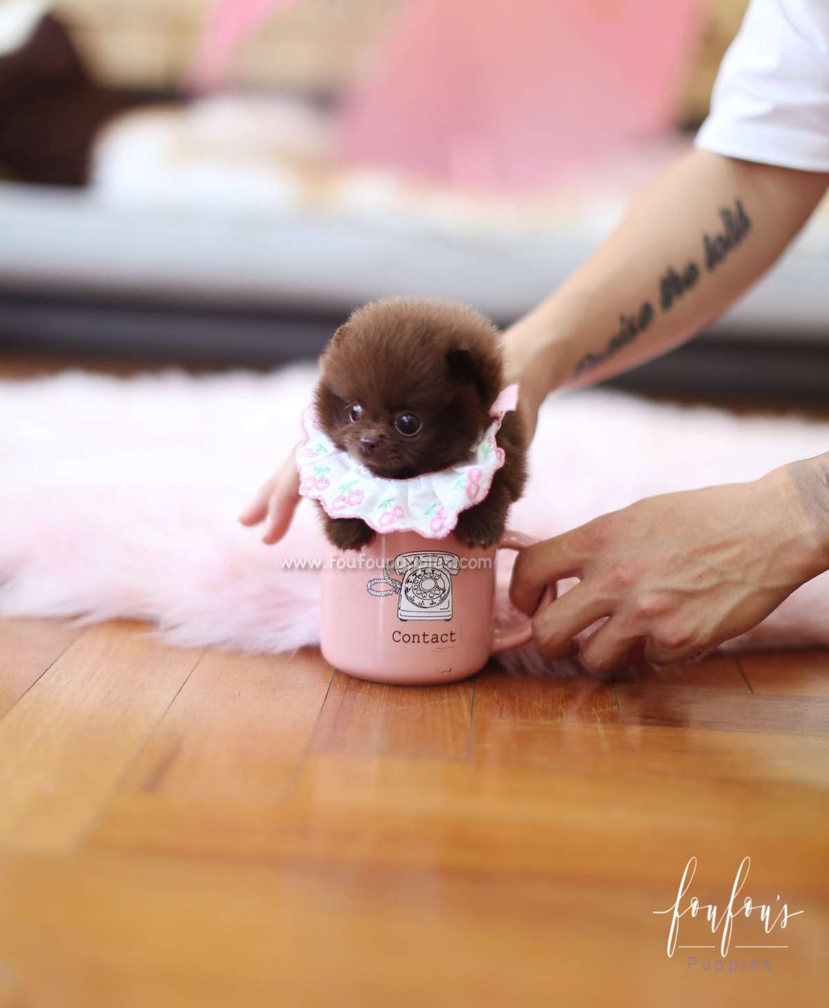 Lata - Pomeranian F.