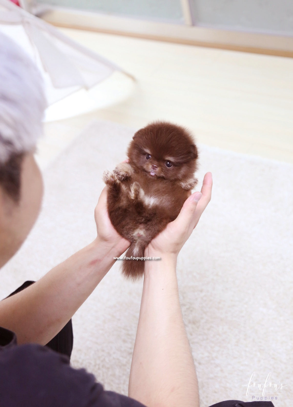 Cici - Pomeranian F.