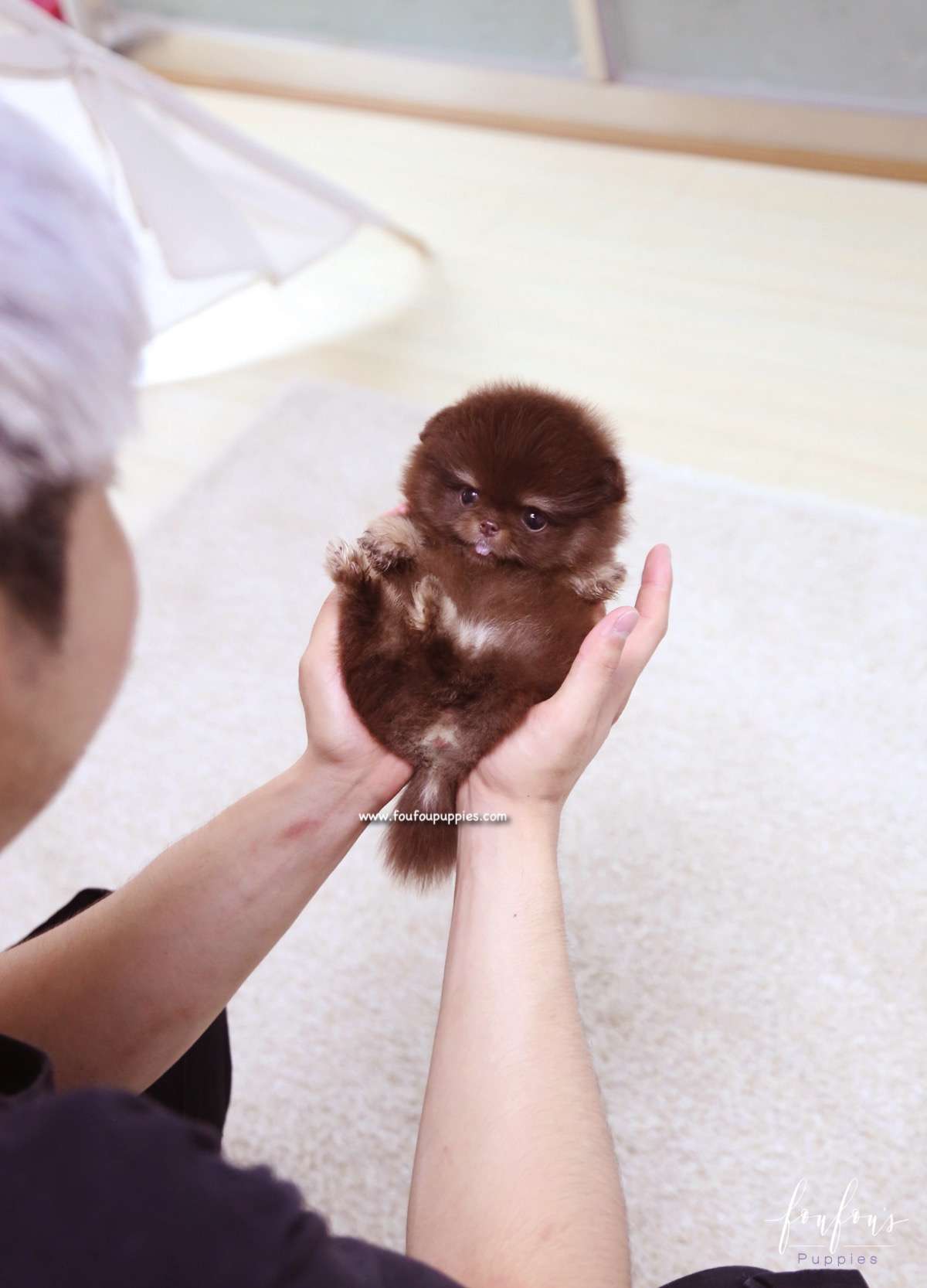 Cici - Pomeranian F.