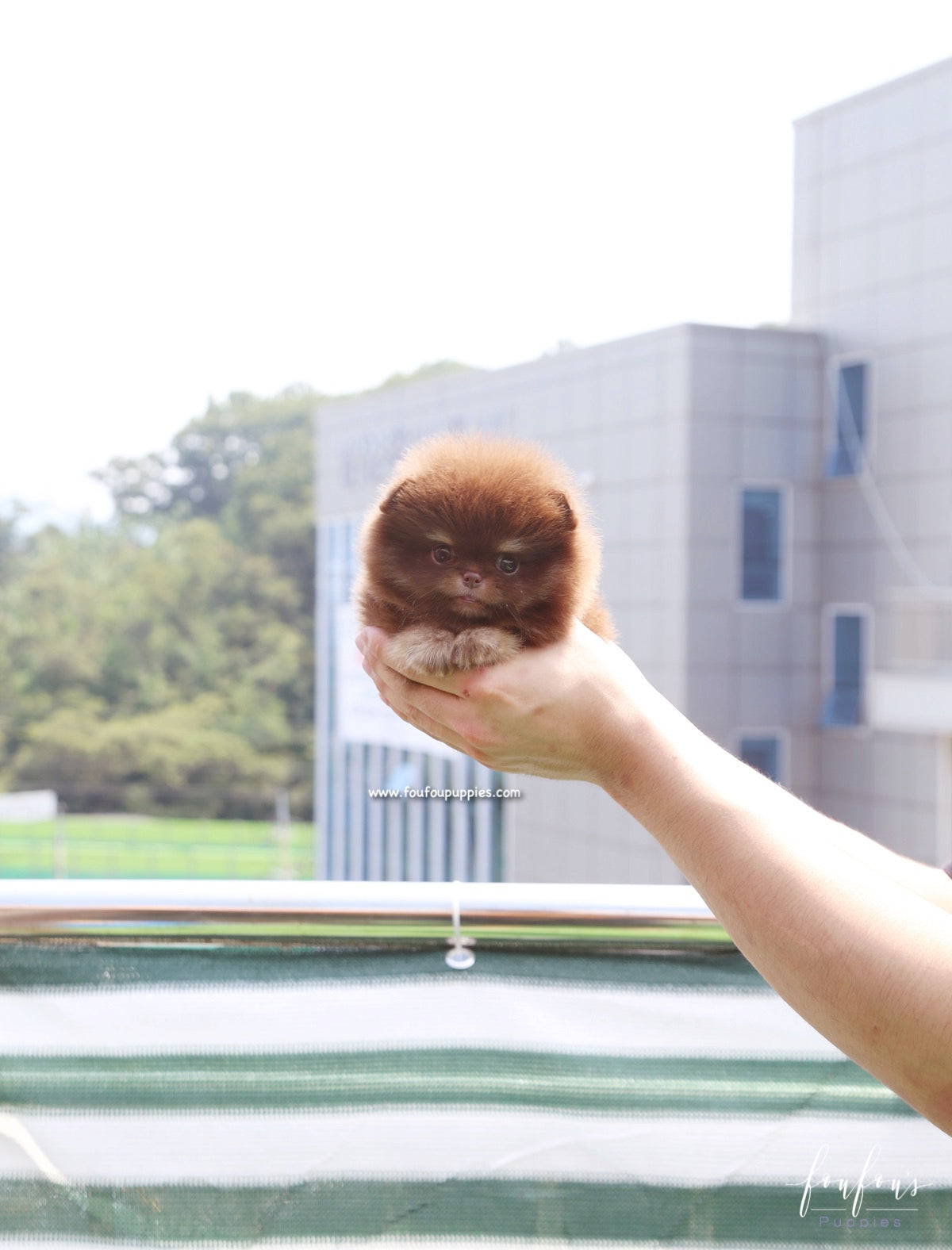 Cici - Pomeranian F.