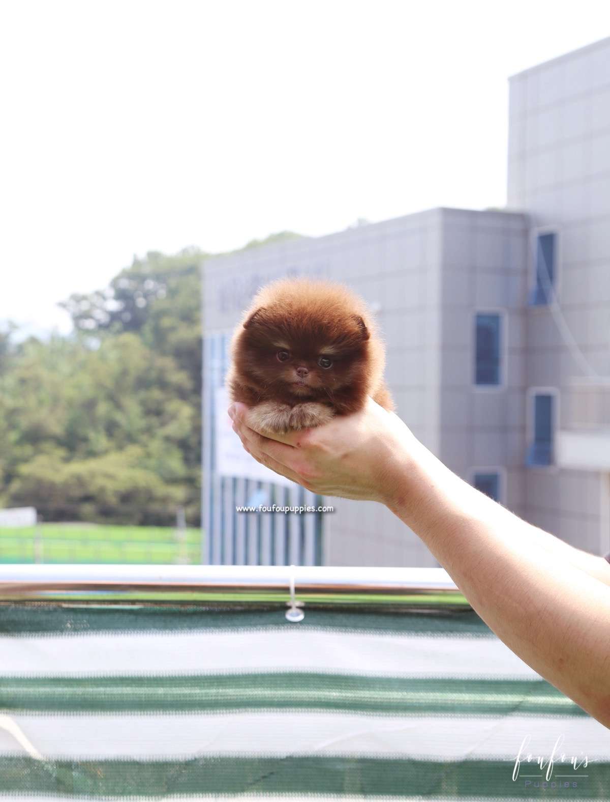 Cici - Pomeranian F.