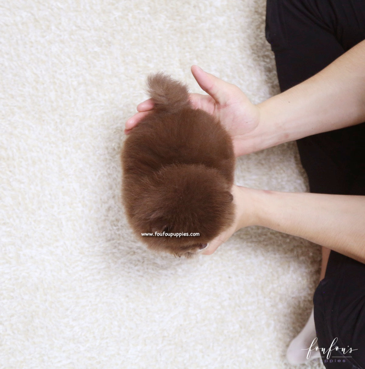 Cici - Pomeranian F.