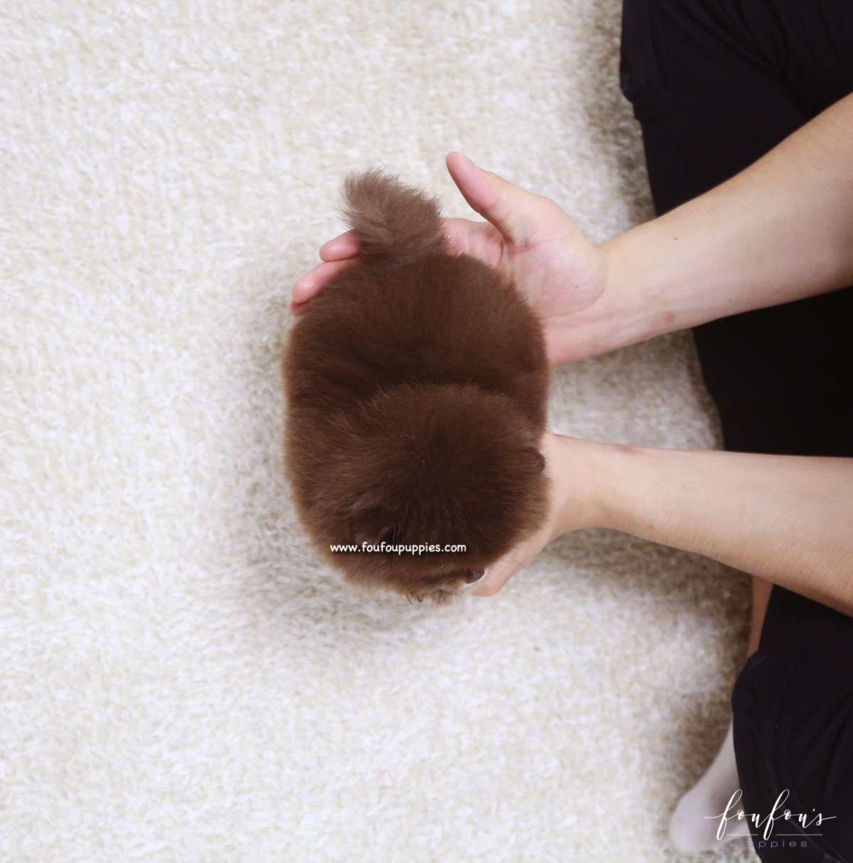 Cici - Pomeranian F.