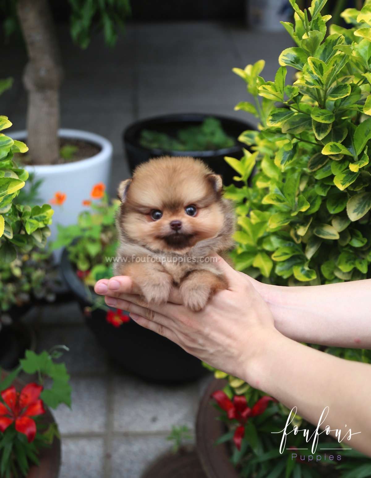 Tootsie - Pomeranian F.