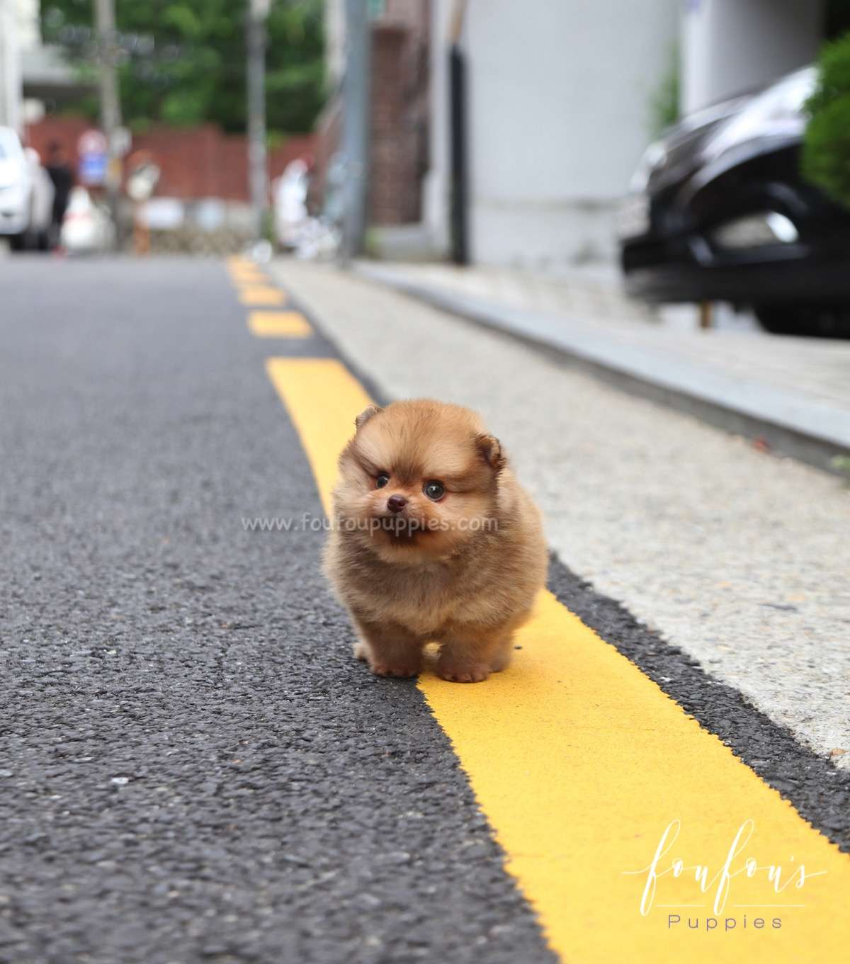 Tootsie - Pomeranian F.
