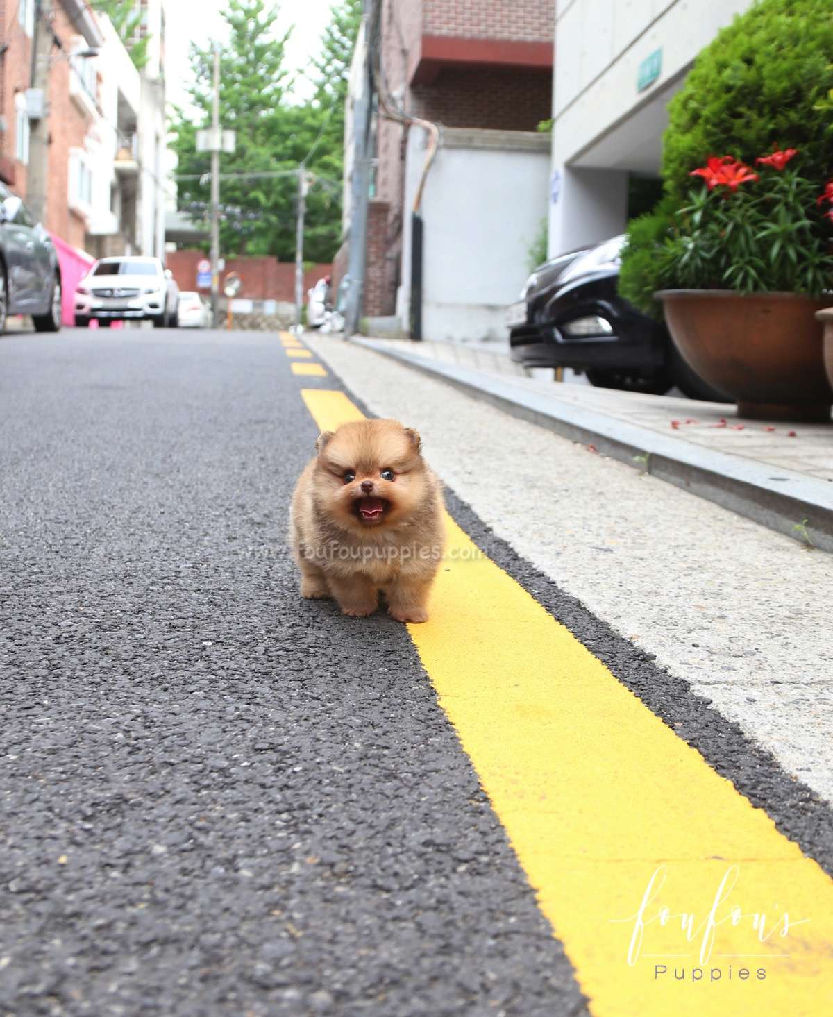 Tootsie - Pomeranian F.