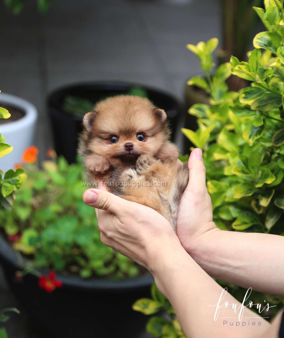Tootsie - Pomeranian F.