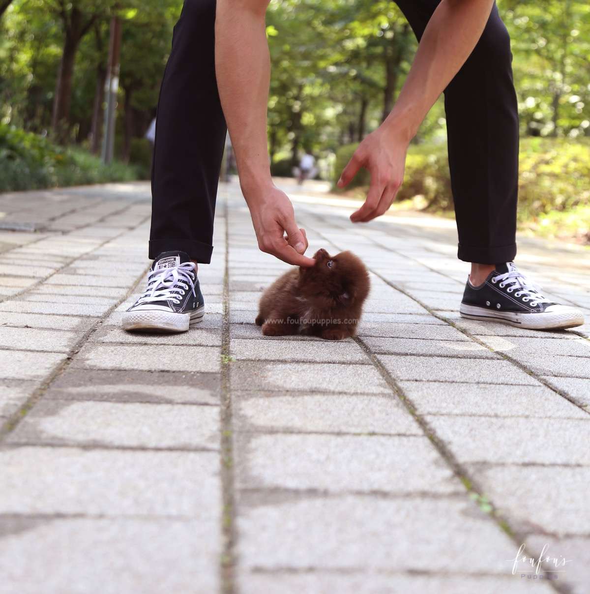 Rolo - Pomeranian M.