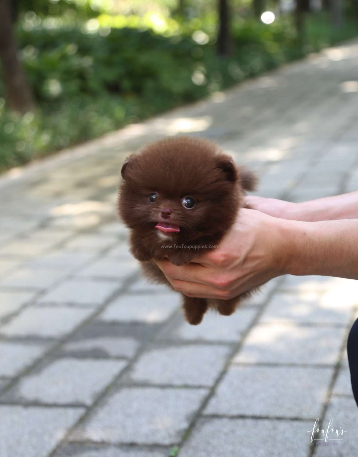 Rolo - Pomeranian M.