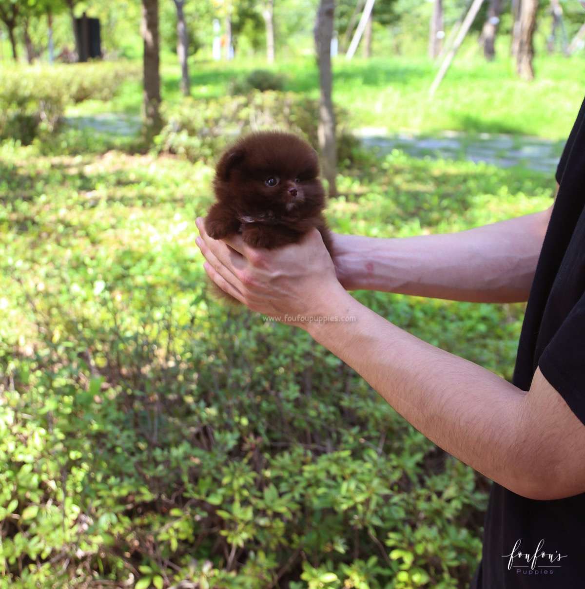 Rolo - Pomeranian M.