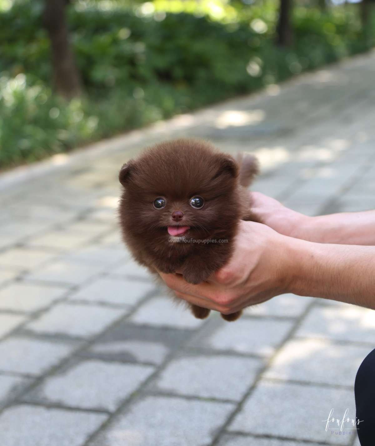 Rolo - Pomeranian M.