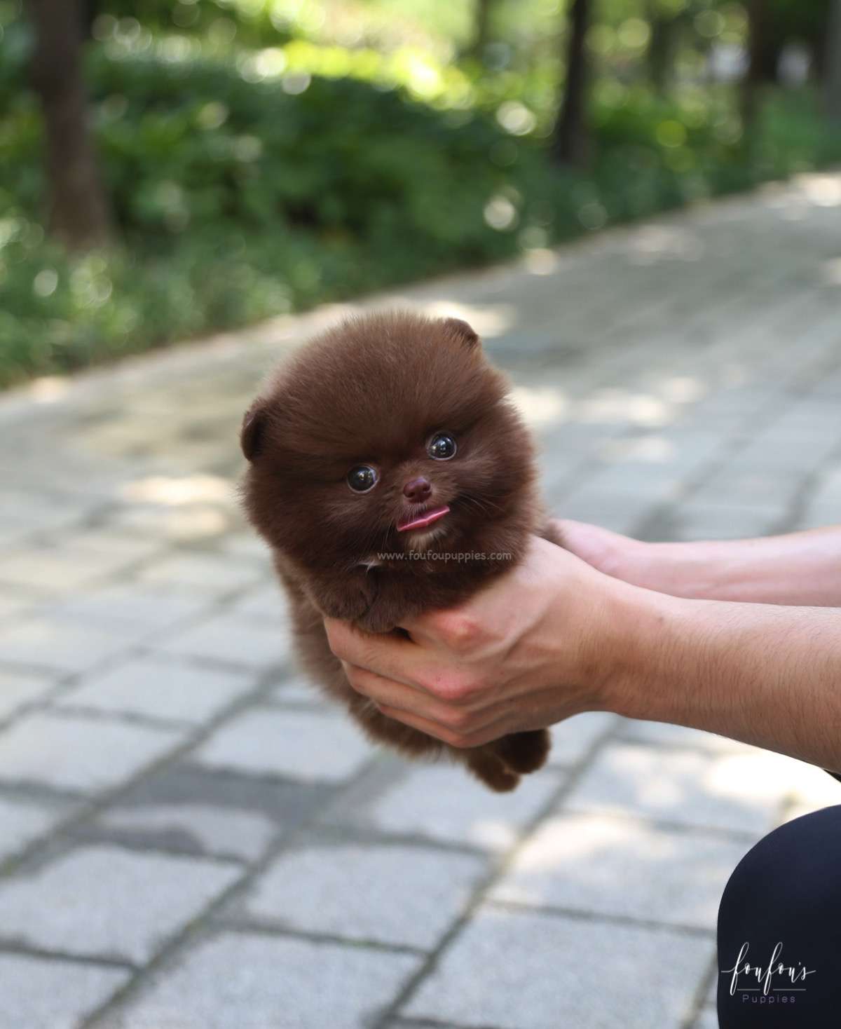 Rolo - Pomeranian M.