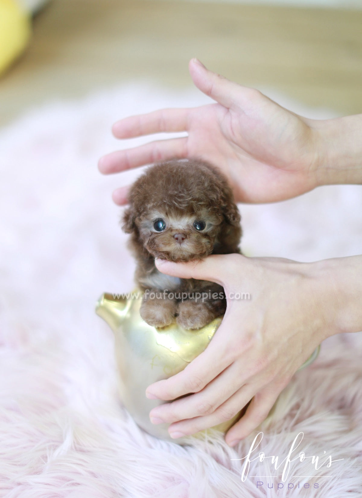 Java - Poodle F.