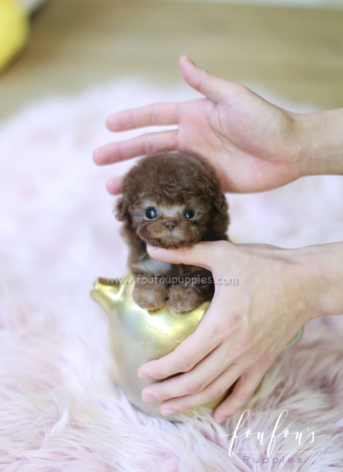 Java - Poodle F.