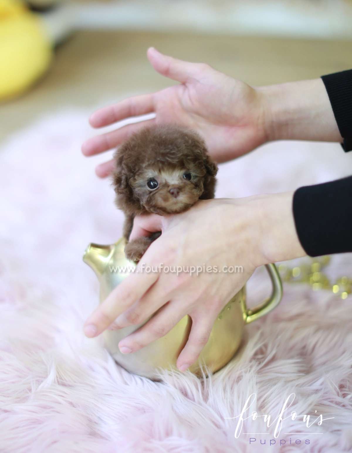 Java - Poodle F.