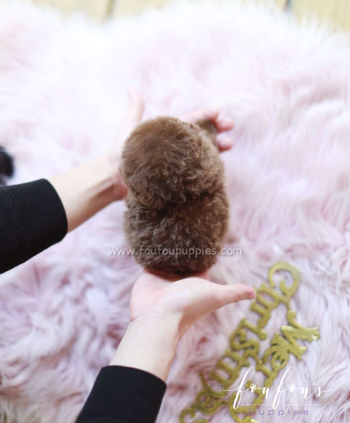 Java - Poodle F.