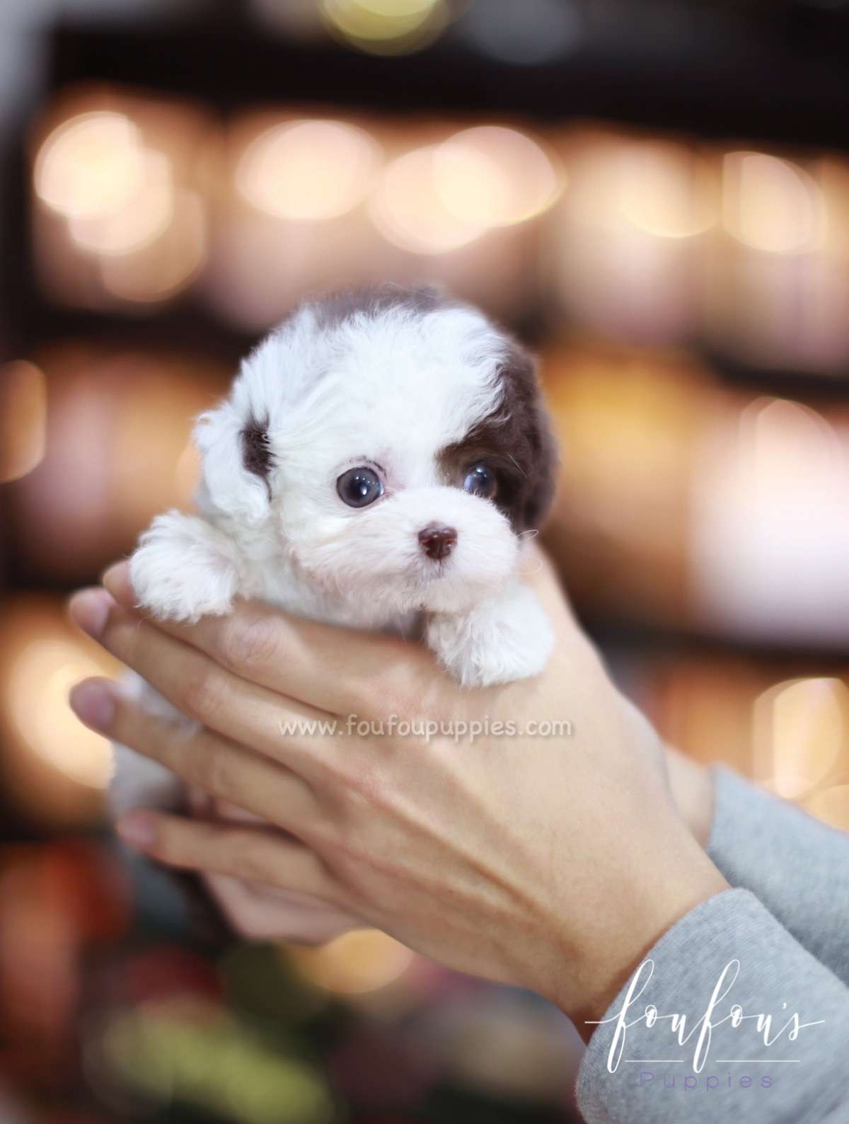 Matcha - Poodle F.