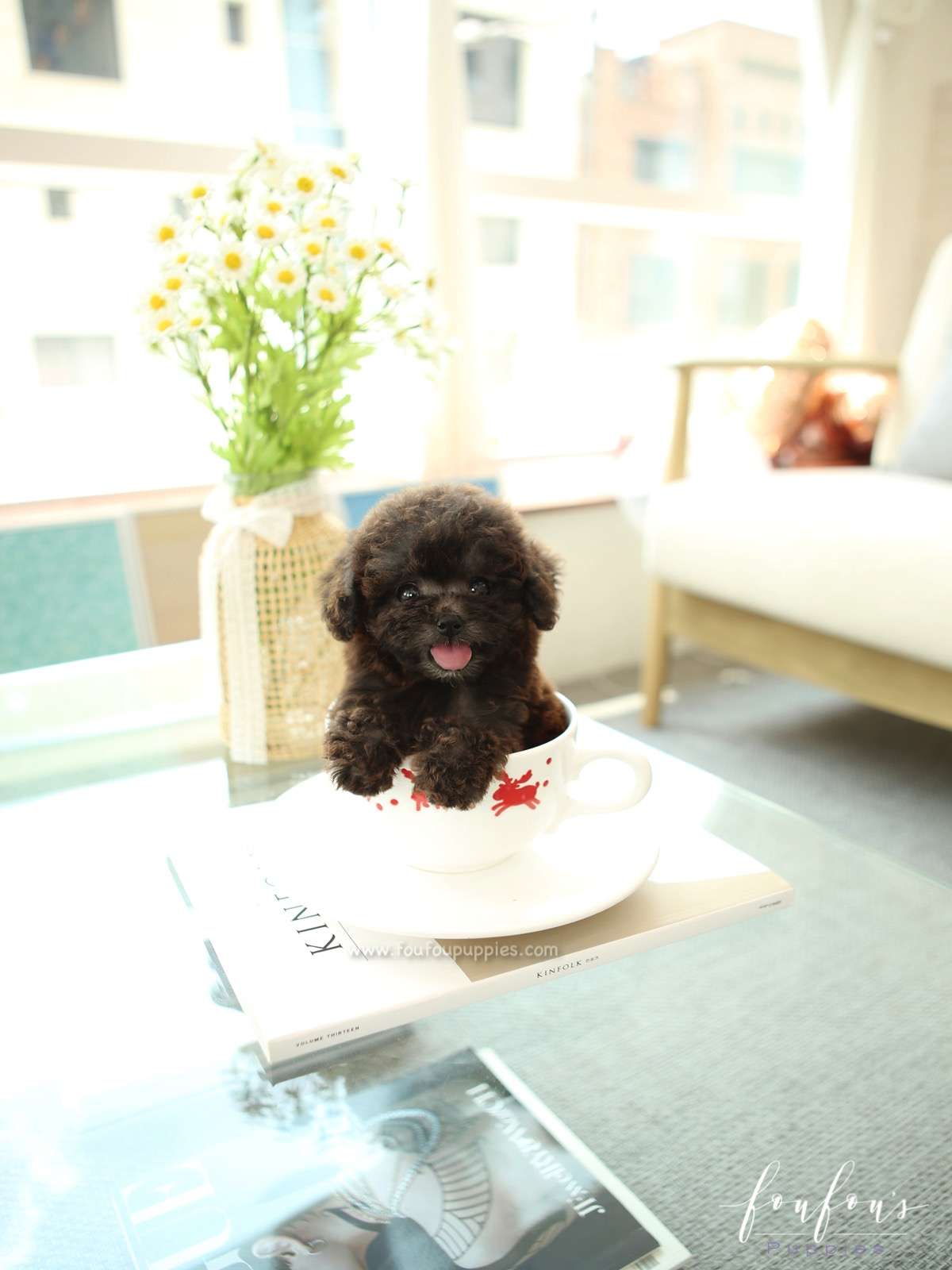 Pepper - Poodle F.