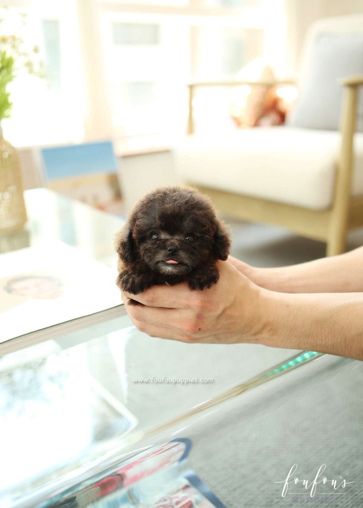 Pepper - Poodle F.