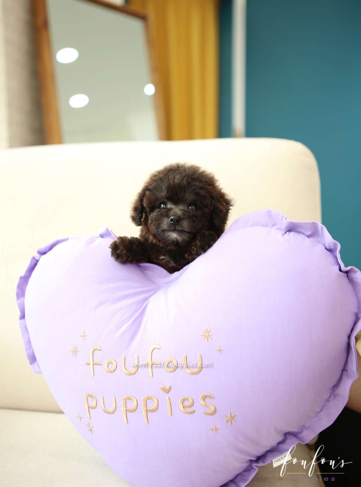 Pepper - Poodle F.